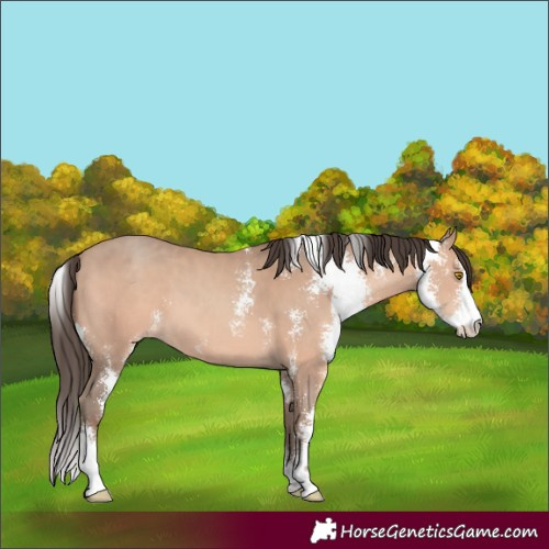 Horse Color:Amber Champagne Sabino 