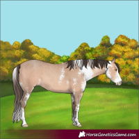 Horse Color:Amber Champagne Sabino 