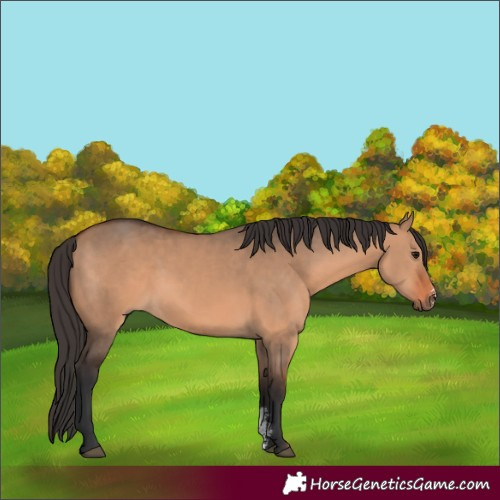 Horse Color:Bay Dun Sabino 