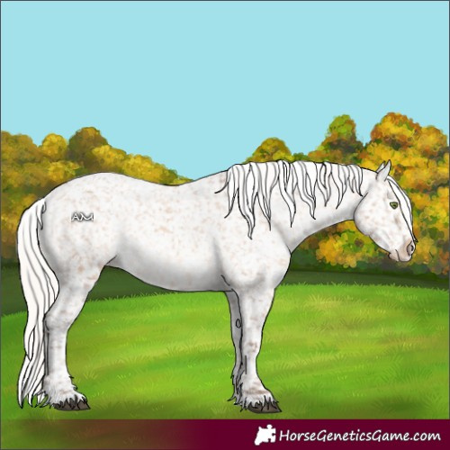 Horse Color:White Spotted Silver Bay Dun Appaloosa 