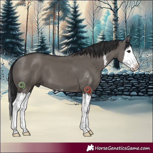 Horse Color:Grullo Sabino Splash 