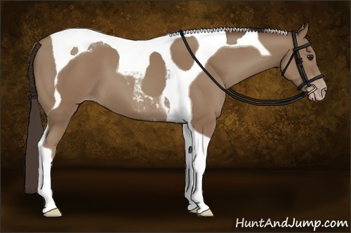 Horse Color:Classic Champagne Tobiano 