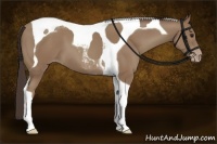 Horse Color:Classic Champagne Tobiano 