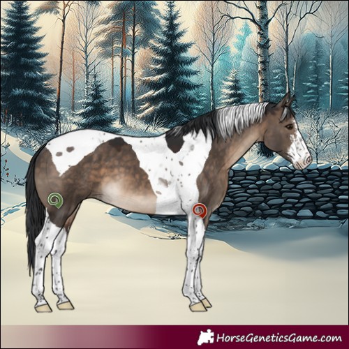 Horse Color:White Spotted Brown Dun Tobiano 