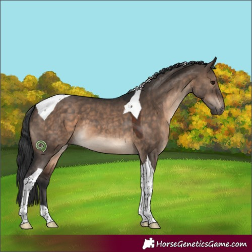 Horse Color:Brown Dun Tobiano 