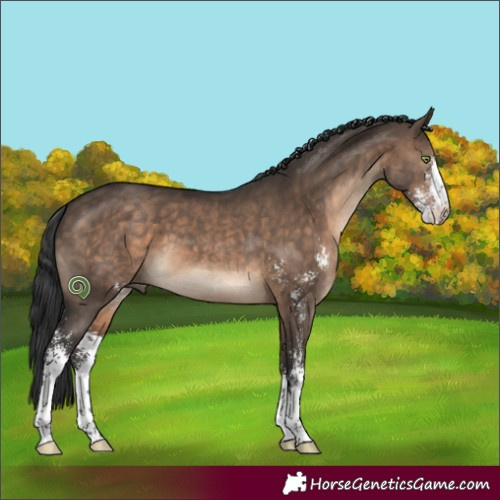 Horse Color:Brown Dun Sabino 