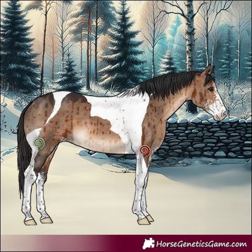 Horse Color:Brown Dun Sabino Tobiano Brindle 