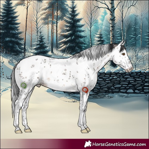 Horse Color:White Spotted Brown Dun Sabino 