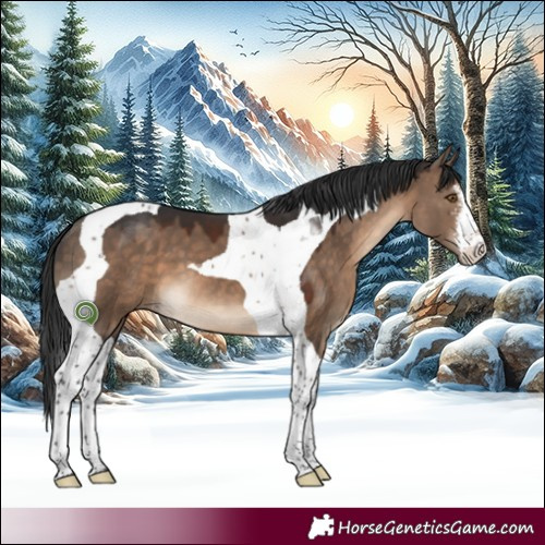 Horse Color:White Spotted Brown Dun Tobiano 