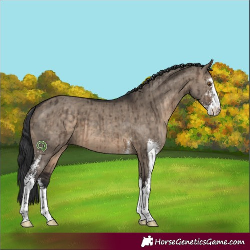 Horse Color:Brown Dun Sabino Brindle 