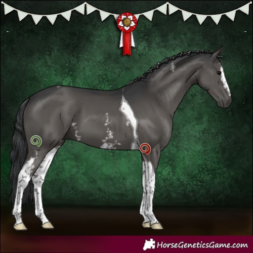 Horse Color:White Spotted Grullo Tobiano 