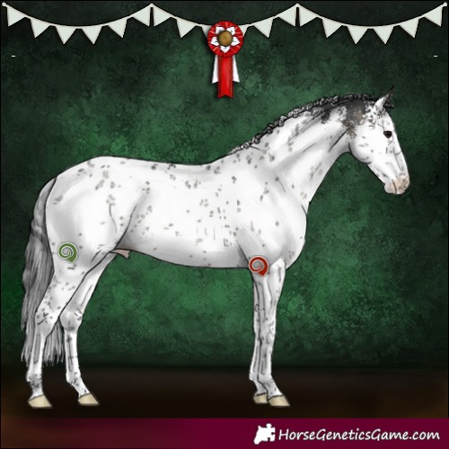 Horse Color:White Spotted Grullo Sabino Brindle 