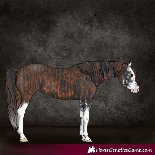Horse Color:Chestnut Splash  and Black Splash 