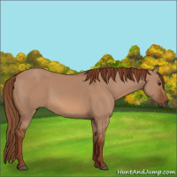 Horse Color:Red Dun Rabicano 