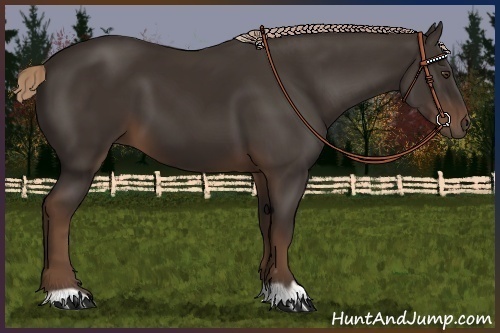 Horse Color:Liver Chestnut 