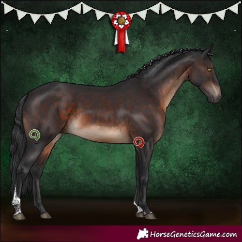 Horse Color:Brown Tobiano 