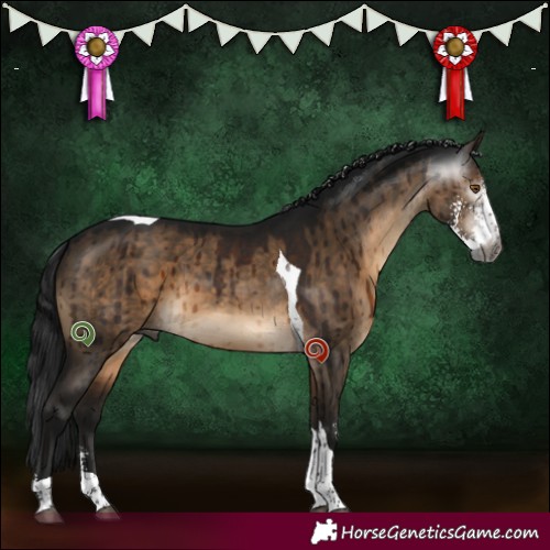 Horse Color:Gray Brown Dun Sabino Tobiano Brindle 