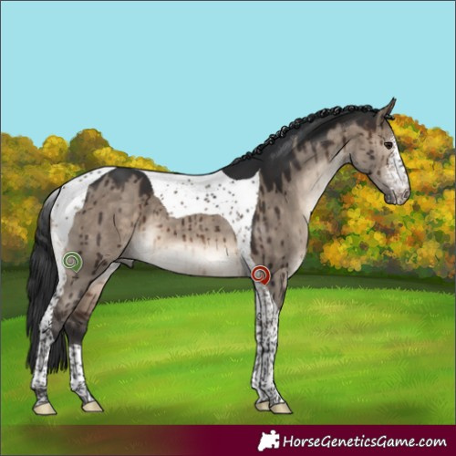 Horse Color:Brown Dun Sabino Tobiano Brindle 