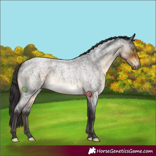 Horse Color:Buckskin Roan Sabino 