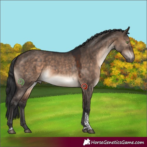 Horse Color:Brown Dun Mushroom Tobiano 