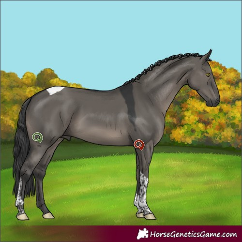 Horse Color:Grullo Tobiano 