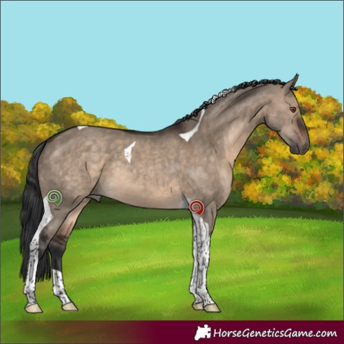 Horse Color:Brown Dun Tobiano 