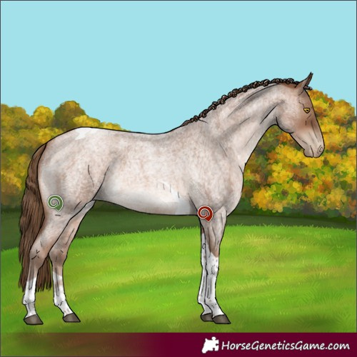 Horse Color:Brown Roan Pearl Tobiano 