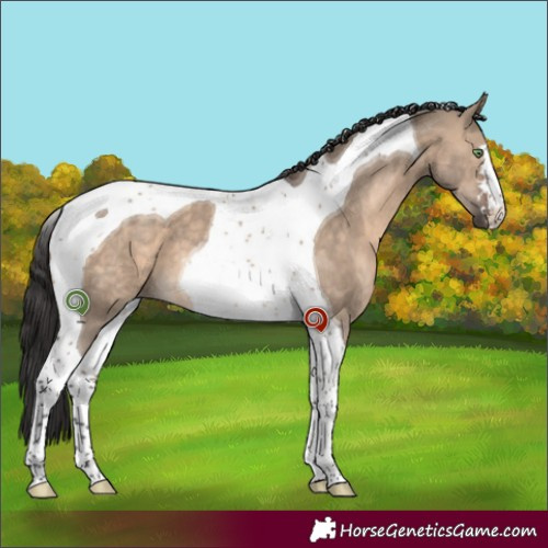 Horse Color:Brown Dun Tobiano 