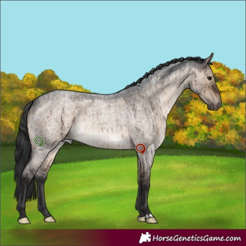 Horse Color:Brown Roan Dun Brindle 