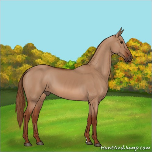 Horse Color:Red Dun 