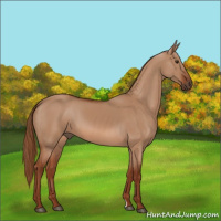 Horse Color:Red Dun
