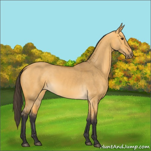 Horse Color:Buckskin Dun 