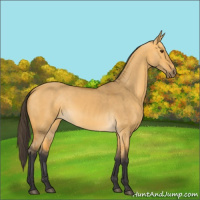 Horse Color:Buckskin Dun 