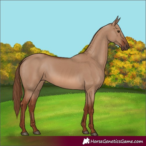 Horse Color:Red Dun 