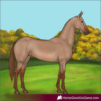 Horse Color:Red Dun 