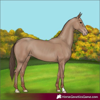 Horse Color:Classic Champagne 
