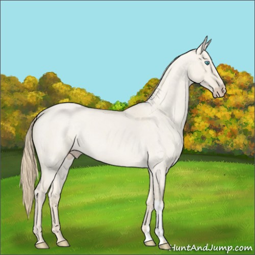 Horse Color:Smoky Creme Roan Dun 