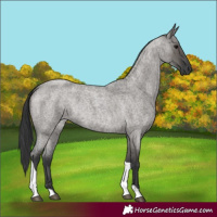 Horse Color:Grullo Roan Tobiano