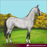 Horse Color:Smoky Grullo Roan 