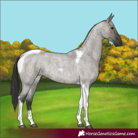 Horse Color:Grullo Roan Tobiano 