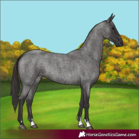 Horse Color:Smoky Blue Roan 