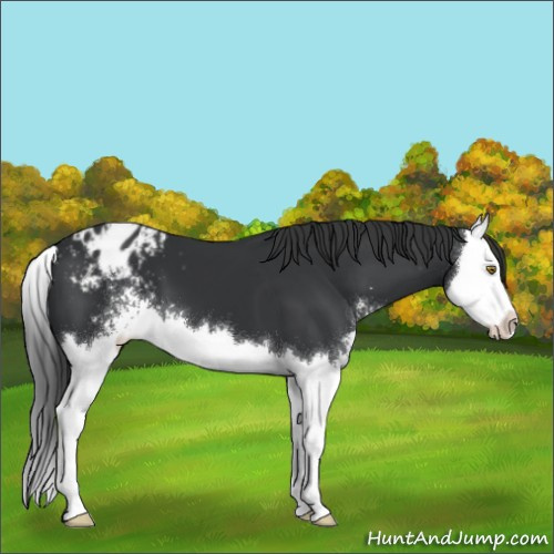 Horse Color:Black Sabino Splash Appaloosa 