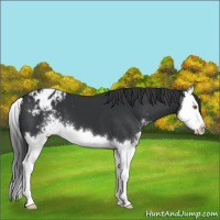 Horse Color:Black Sabino Splash Appaloosa 