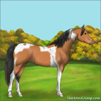 Horse Color:Bay Tobiano 