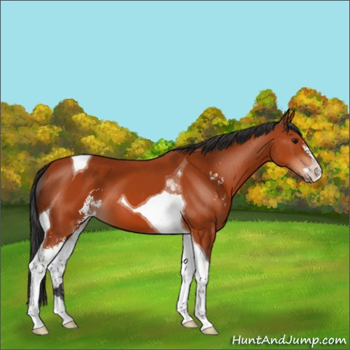 Horse Color:Brown Sabino Tobiano