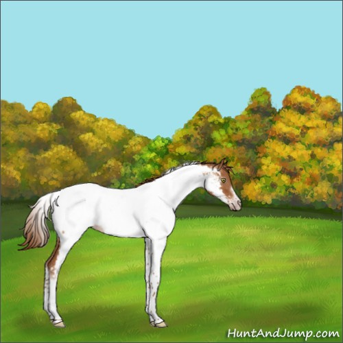 Horse Color:Gray Gold Champagne Roan Tobiano Frame Appaloosa 
