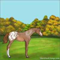 Horse Color:Chestnut Appaloosa 