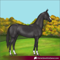 Horse Color:Smoky Black 
