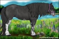 Horse Color:Black Sabino  and Smoky Black Sabino 