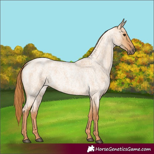 Horse Color:Red Dun Roan 
